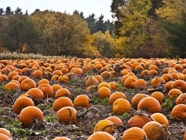 Fall Festivals to Attend This Year,Sultan Newman Group